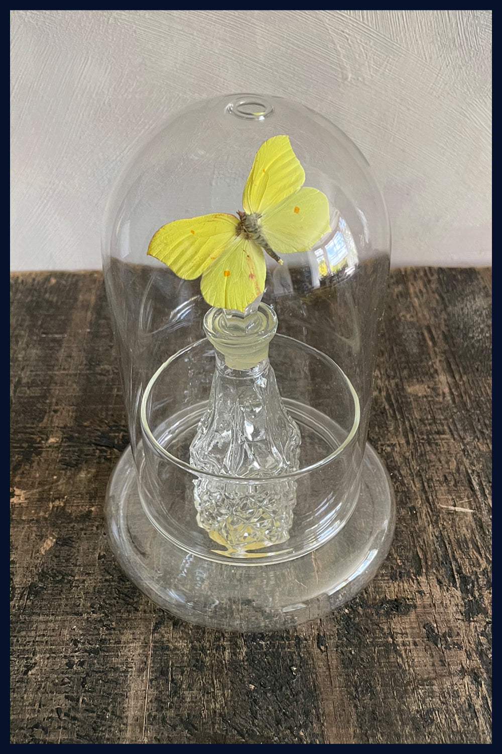 Enigma Variations Collection: Vintage Perfume Bottle with a Vintage Yellow Butterfly in a Glass Display Dome